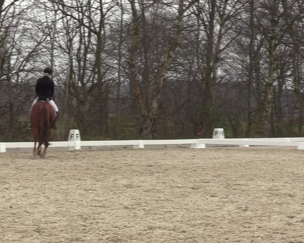 Reitturnier Elmlohe 2023