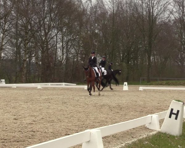 Reitturnier Elmlohe 2023