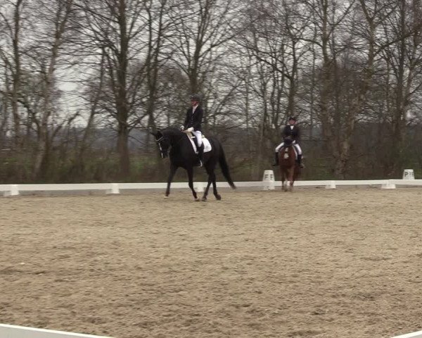 Reitturnier Elmlohe 2023