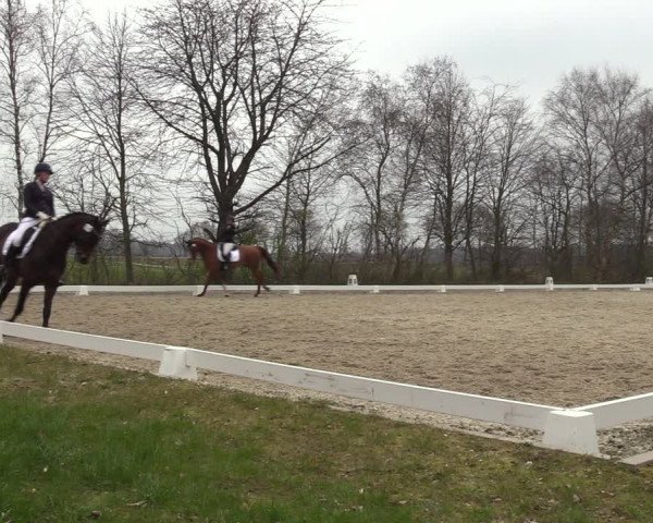 Reitturnier Elmlohe 2023
