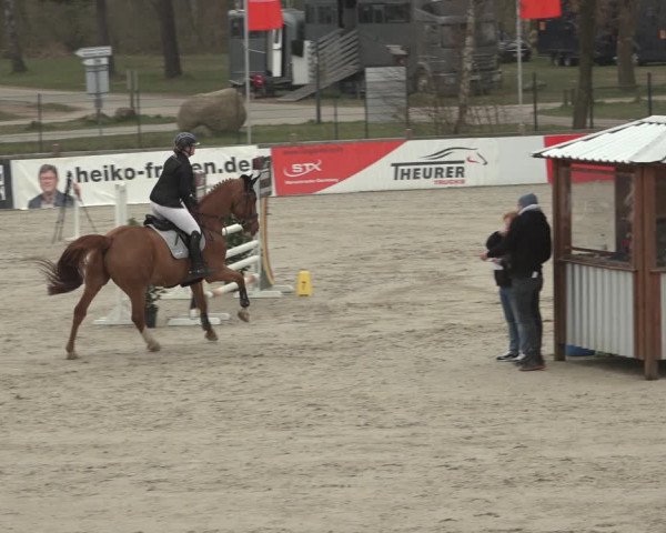 Reitturnier Westergellersen 2023