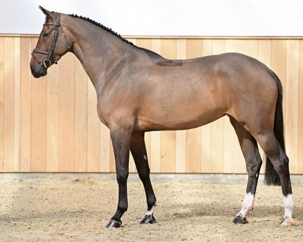 horse Daphne Z (Zangersheide riding horse, 2018, from Diamant de Semilly)