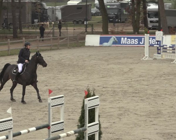 Reitturnier Westergellersen 2023