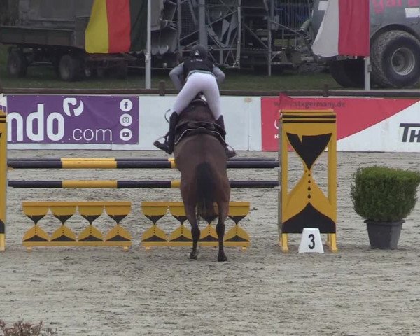 Reitturnier Westergellersen 2023