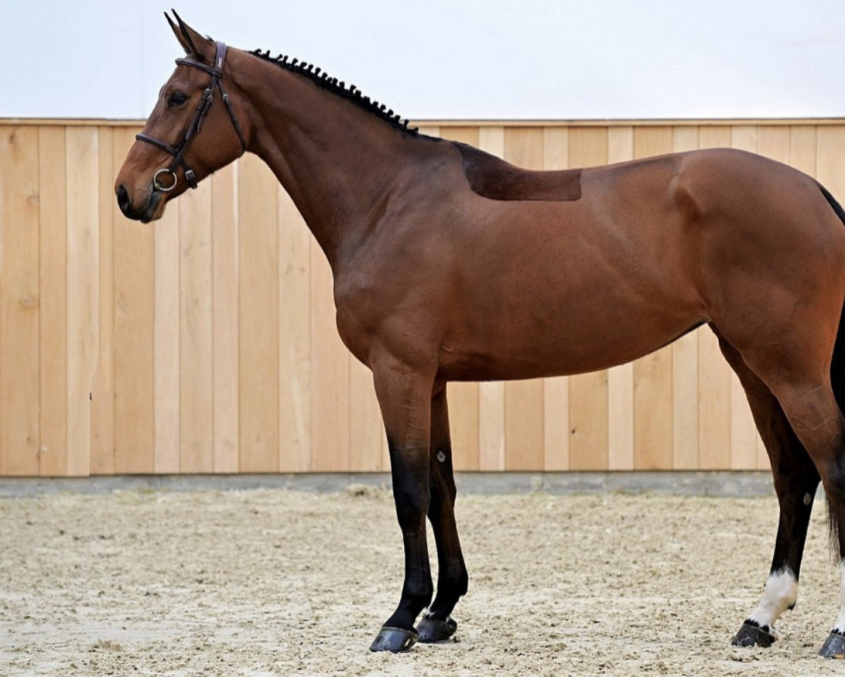 horse Byron Cendrullon Z (Zangersheide riding horse, 2018, from Bisquet Balou C)