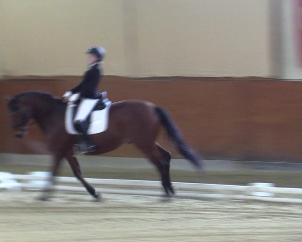 Reitturnier Weikersdorf 2023