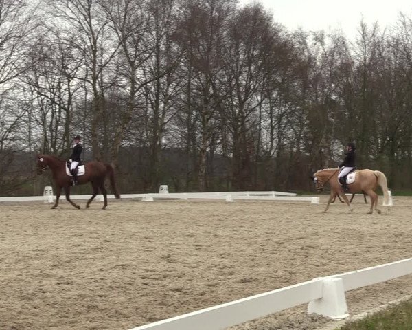 Reitturnier Elmlohe 2023