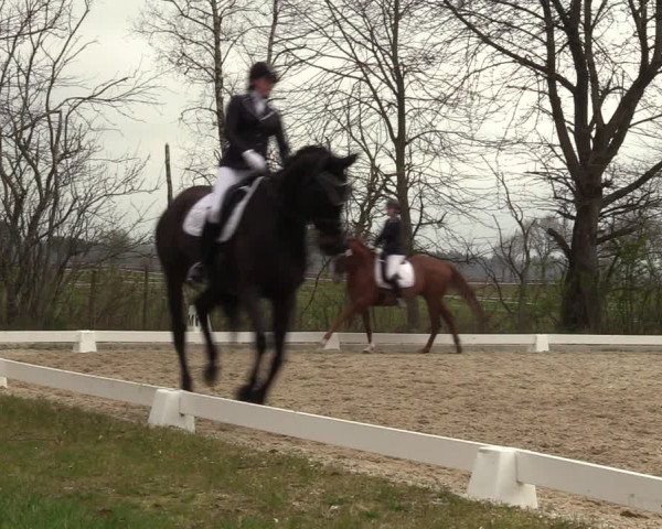 Reitturnier Elmlohe 2023