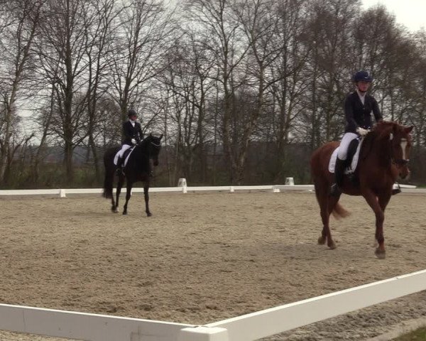 Reitturnier Elmlohe 2023