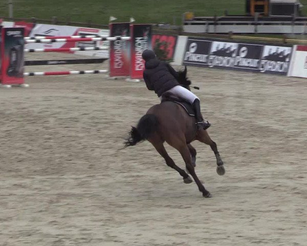 Reitturnier Westergellersen 2023