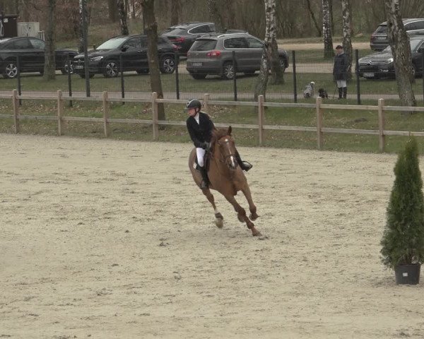 Reitturnier Westergellersen 2023