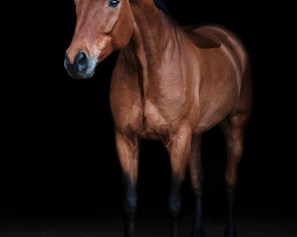 dressage horse Didgeridoo 19 (Westphalian, 2009, from Don Corazon) dressage horse Didgeridoo 19 (Westphalian, 2009, from Don Corazon)
