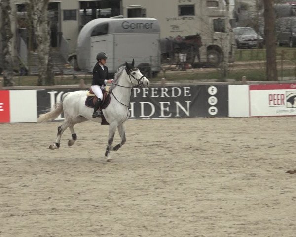 Reitturnier Westergellersen 2023