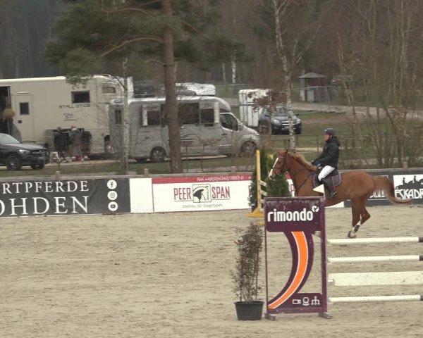 Reitturnier Westergellersen 2023
