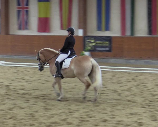 Reitturnier Weikersdorf 2023