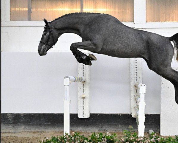 horse Urus (Belgian Warmblood, 2020, from Dominator 2000 Z)