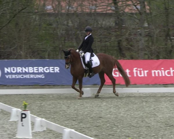 Reitturnier Elmlohe 2023