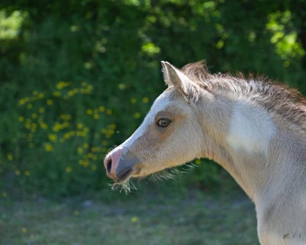 horse Wallrabensteins Rowena Ravenclaw (German Riding Pony, 2020, from Expecto Patronum 3)