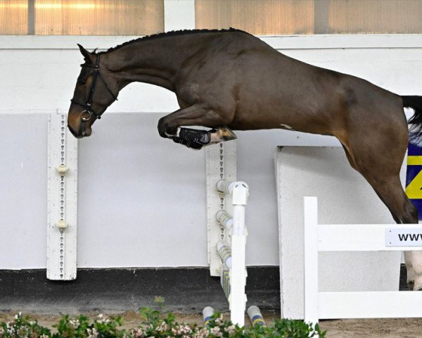 horse Okaïre (KWPN (Royal Dutch Sporthorse), 2019, from Tangelo van de Zuuthoeve)