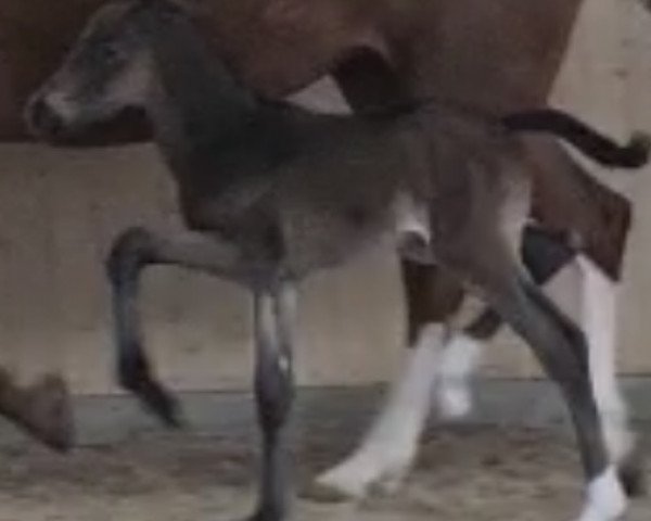 horse Dark Friend W (Oldenburg, 2022, from Despacito 16)