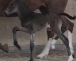 horse Dark Friend W (Oldenburg, 2022, from Despacito 16)