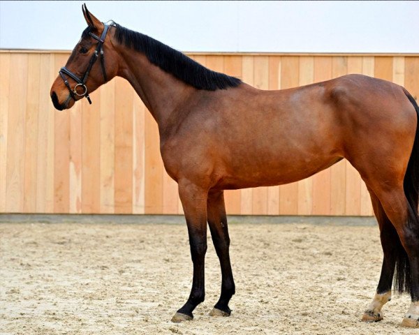 Pferd Asatir van Perzi Z (Zangersheide Reitpferd, 2019, von Aganix du Seigneur)