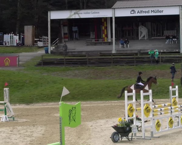 Reitturnier Wädenswil 2023
