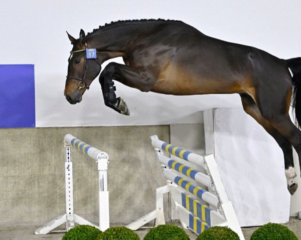 horse Balou Boy VK van 't Langeriethof (Oldenburg show jumper, 2020, from Balou du Rouet) horse Balou Boy VK van 't Langeriethof (Oldenburg show jumper, 2020, from Balou du Rouet)