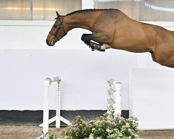 horse Cliff van de Haterbeek Z (Zangersheide riding horse, 2019, from Casall Ask)