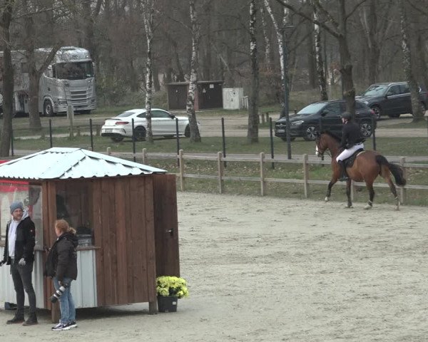 Reitturnier Westergellersen 2023