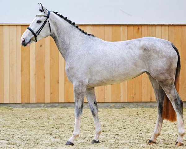 horse Esperanza Z (Zangersheide riding horse, 2020, from Emerald van 't Ruytershof)