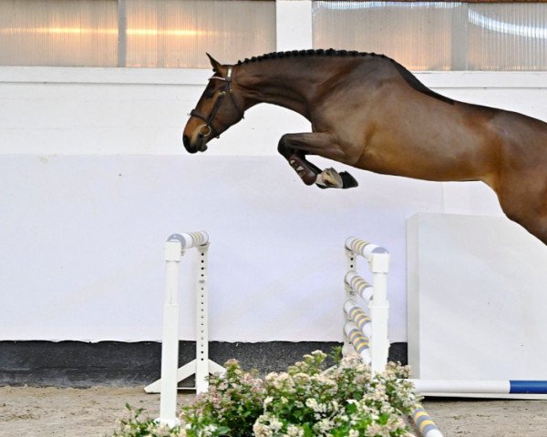 horse Ever So Clever Z (Zangersheide riding horse, 2019, from Emerald van 't Ruytershof)