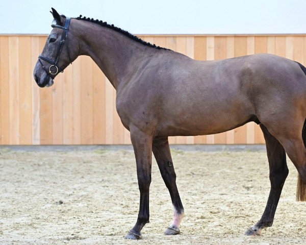 horse Tierlantijn (Belgian Warmblood, 2019, from Leandro Vg)