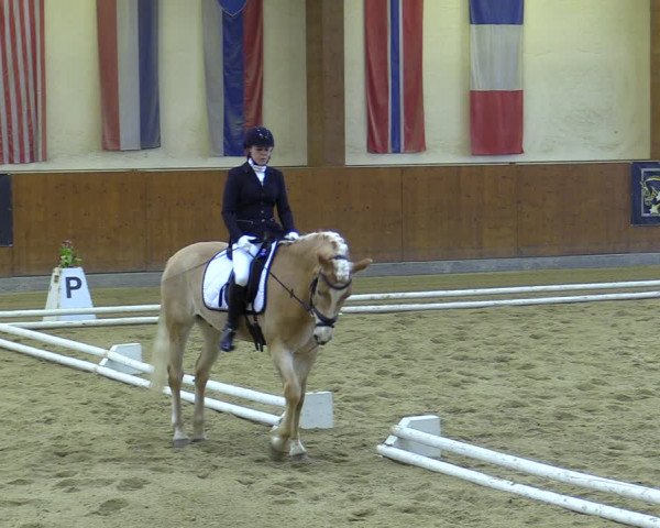Reitturnier Weikersdorf 2023