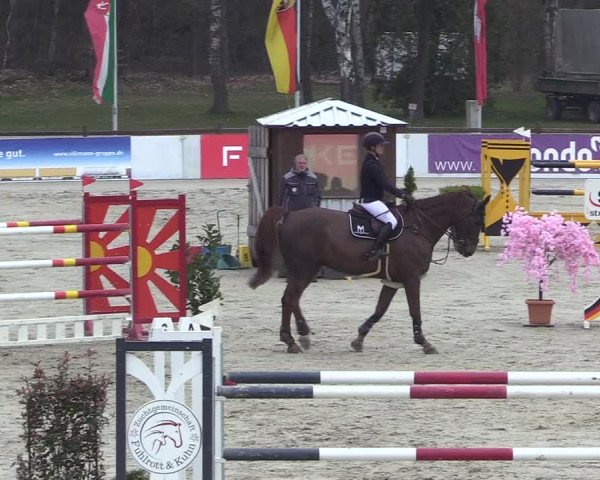 Reitturnier Westergellersen 2023