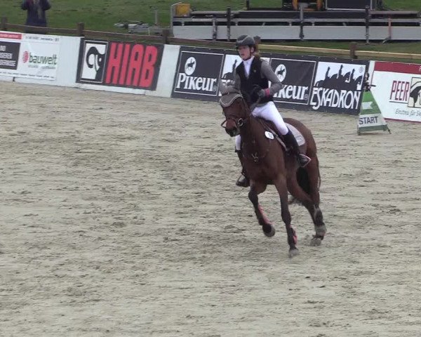 Reitturnier Westergellersen 2023