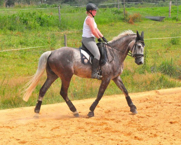 dressage horse Diva (German Sport Horse, 2007, from Landzauber)