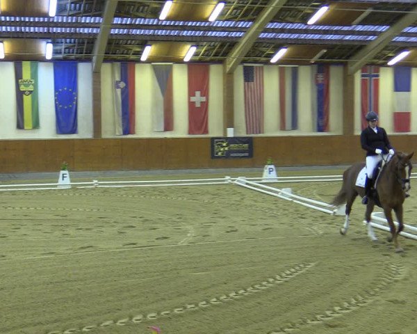 Reitturnier Weikersdorf 2023