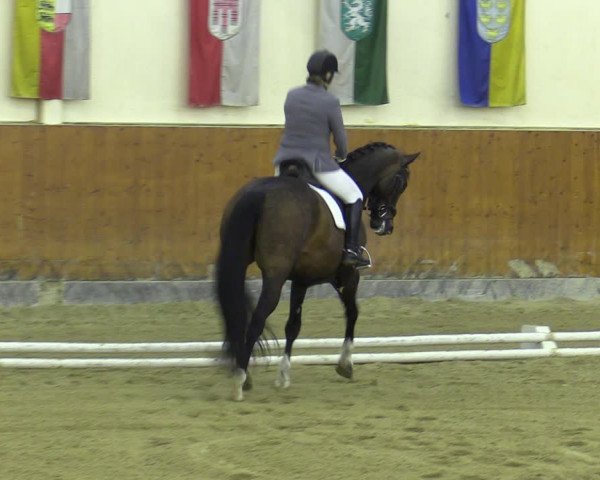 Reitturnier Weikersdorf 2023
