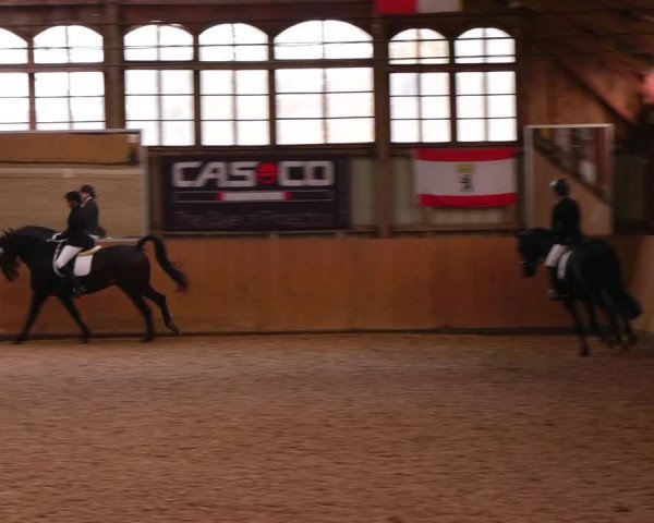 Reitturnier Elisenau 2023