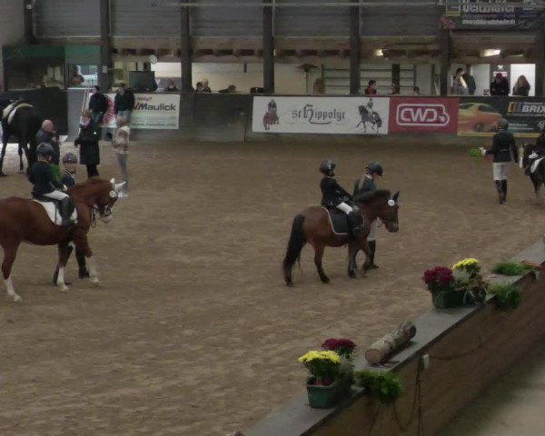 Reitturnier Heilbronn 2021