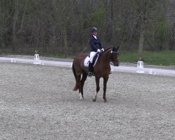 Reitturnier Elmlohe 2023