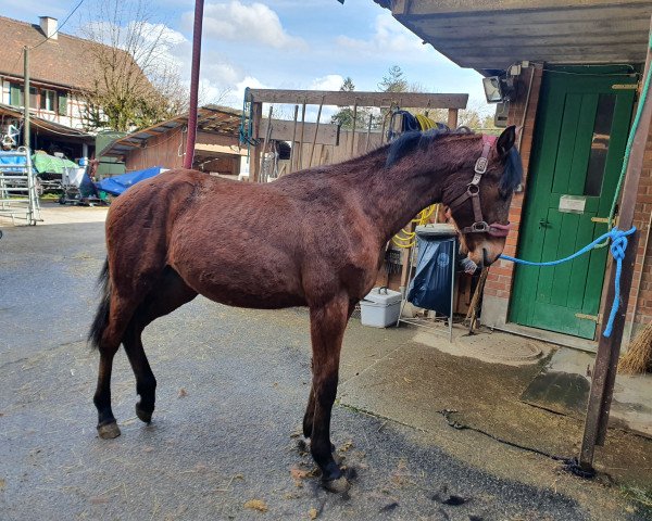 horse Candy Lou LAL (Swiss Warmblood, 2022, from Cabrio van de Heffinck)