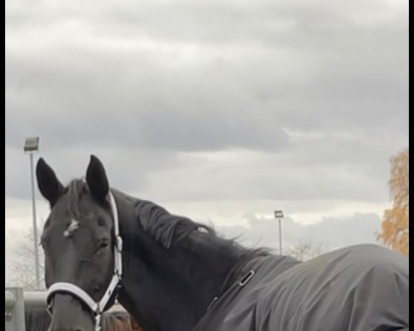 horse Rocky (Westphalian, 2011, from Rocky Lee)