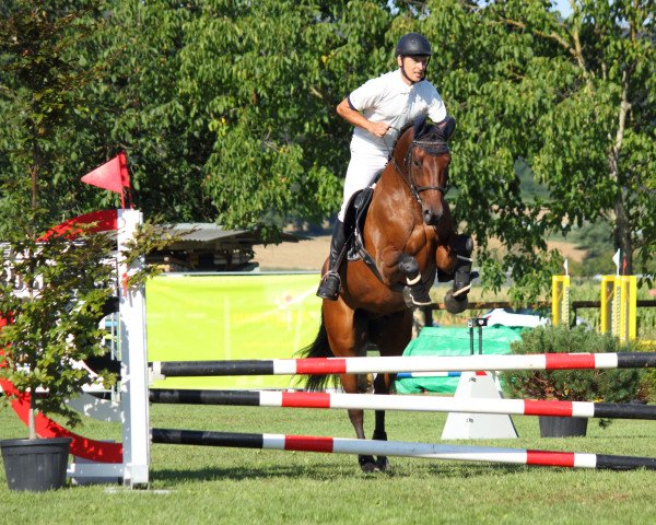 Springpferd Leventino CH (Schweizer Warmblut, 2012, von Lord Sinclair III)