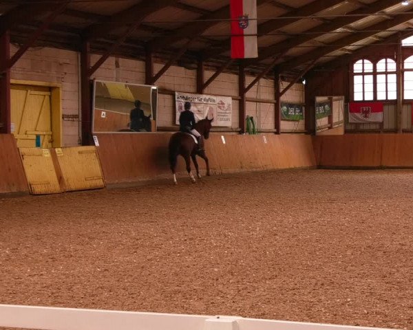 Reitturnier Elisenau 2023