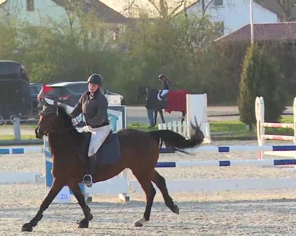 Reitturnier Grafenrheinfeld/Ufr. 2023