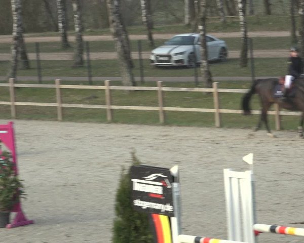 Reitturnier Westergellersen 2023