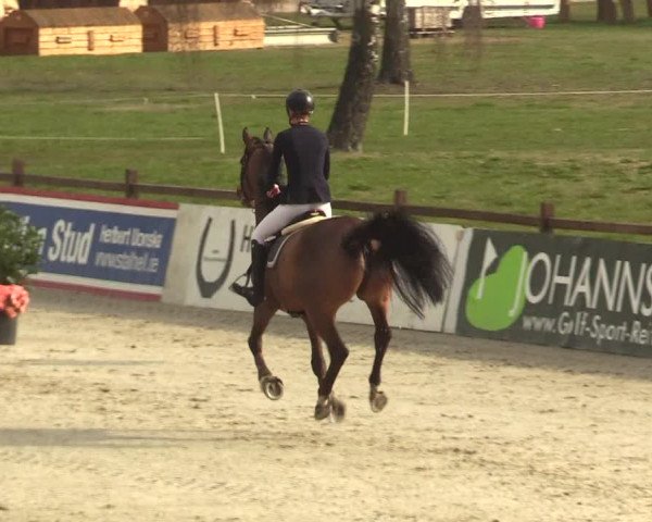 Reitturnier Westergellersen 2023
