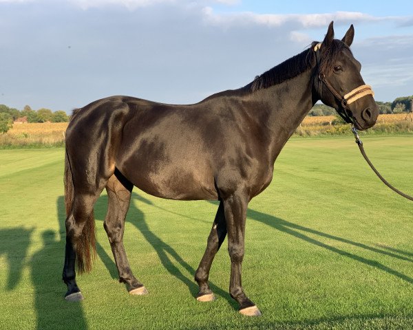 horse Cosima (Mecklenburg, 2015, from Clondyke 4)